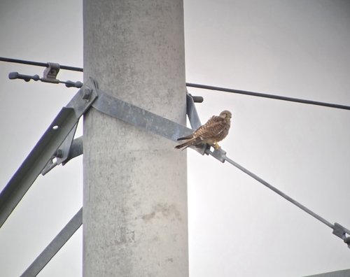Eurasian Kestrel