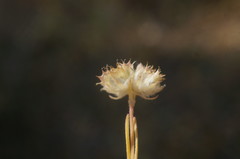 Valerianella coronata