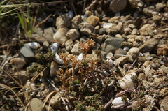 Valerianella echinata