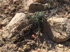 Cirsium arizonicum