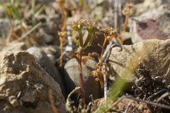 Valerianella echinata