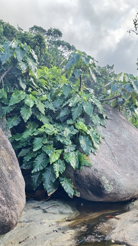 Philodendron cordatum, photograph 4