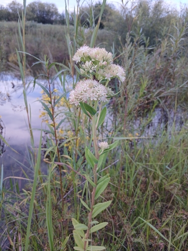 Hylotelephium pallescens (Hylotelephium pallescens)