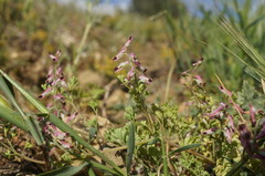 Fumaria kralikii