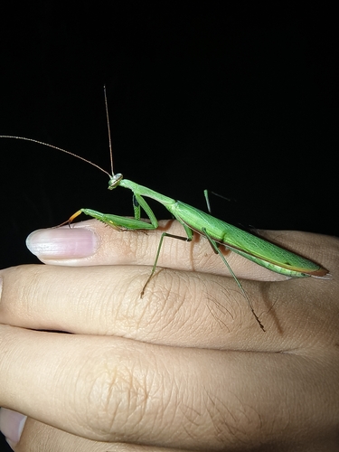 European Mantis