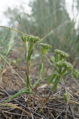 Valerianella echinata