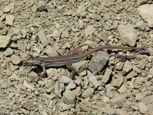 Ophisops elegans centralanatoliae