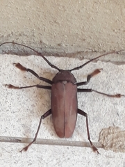 Strongylaspis