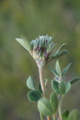 Trifolium scabrum