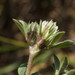 Trifolium scabrum - Photo (c) Сергей, algunos derechos reservados (CC BY-NC), subido por Сергей