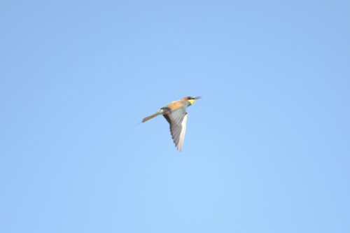 European Bee-eater