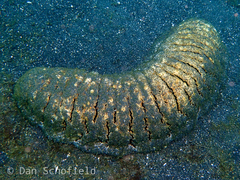 Holothuria scabra