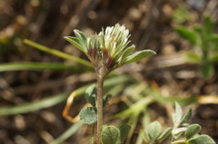 Trifolium scabrum