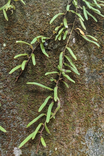 Pyrrosia linearifolia, photograph 6