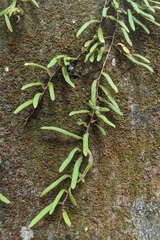 Pyrrosia linearifolia, photograph (c) 許文俊, some rights reserved (CC BY-SA)