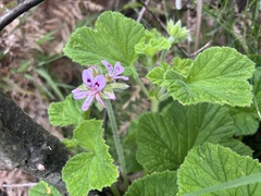 Pelargonium vitifolium, photograph (c) Caroline Voget, some rights reserved (CC BY)