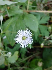 (c) Святослав Власенко, some rights reserved (CC BY) Stellaria radians, photograph (c) Святослав Власенко, some rights reserved (CC BY)