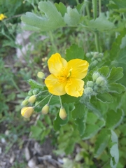 Chelidonium majus