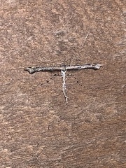 Anstenoptilia