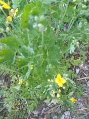 Chelidonium majus