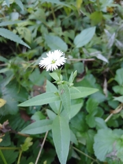 (c) Святослав Власенко, some rights reserved (CC BY) Stellaria radians, photograph (c) Святослав Власенко, some rights reserved (CC BY)