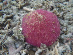 Fungia fungites