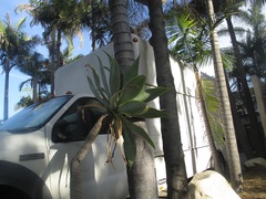 Arecaceae