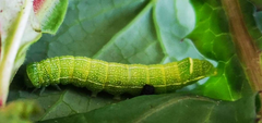 Lepidoptera