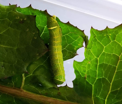 Lepidoptera