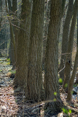 Populus heterophylla