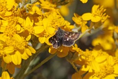 Heliothodes diminutiva