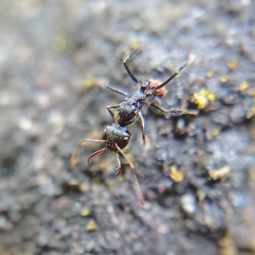 Myrmoteras scabrumMyrmoteras scabrum