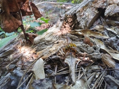 Milesia virginiensis