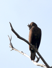 Nisaetus cirrhatus limnaeetus