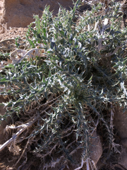Cirsium arizonicum