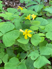 Oxalis illinoensis