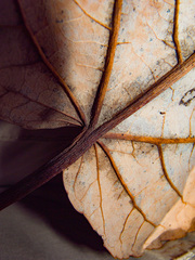 Populus heterophylla