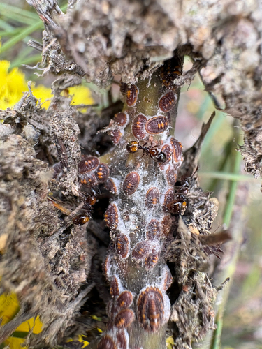Mono Ant