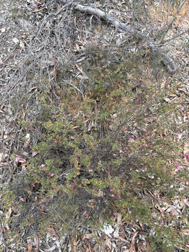 Small Leaved Boronia