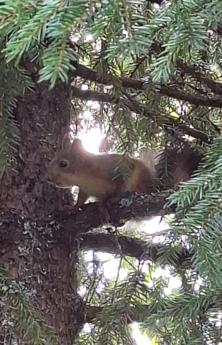 Eurasian Red Squirrel