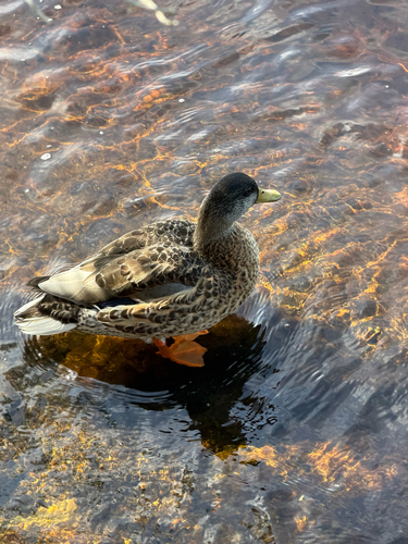 Mallard
