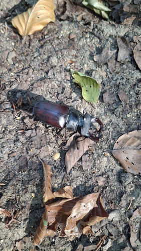 European Stag Beetle