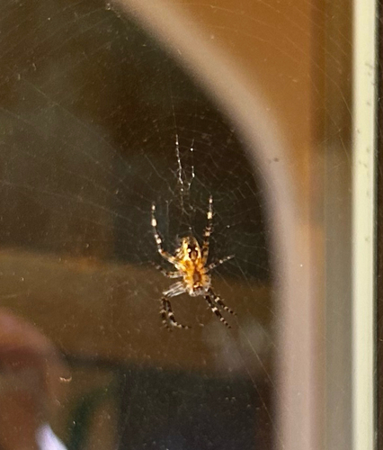 Cross Orbweaver
