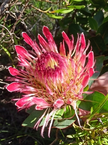 Protea eximia, photograph 6