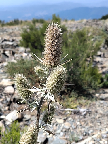 Eryngium duriaei, photograph 2