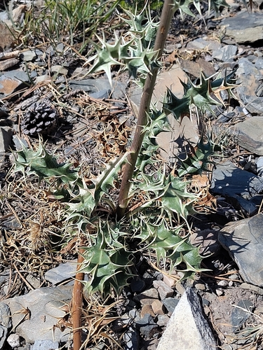 Eryngium duriaei, photograph 3