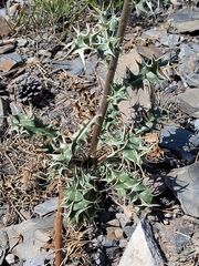 Eryngium duriaei, photograph (c) jfgodeau, some rights reserved (CC BY-SA)