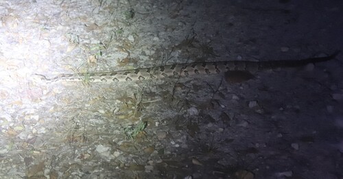 Timber Rattlesnake