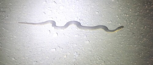 Plain-bellied Watersnake