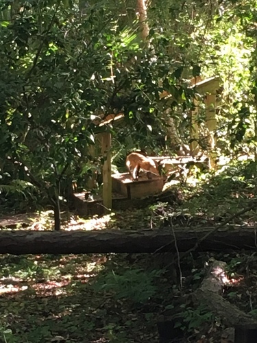 Vulpes vulpes image
